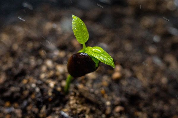 天合農(nóng)林小氣候一體化氣象站解決方案